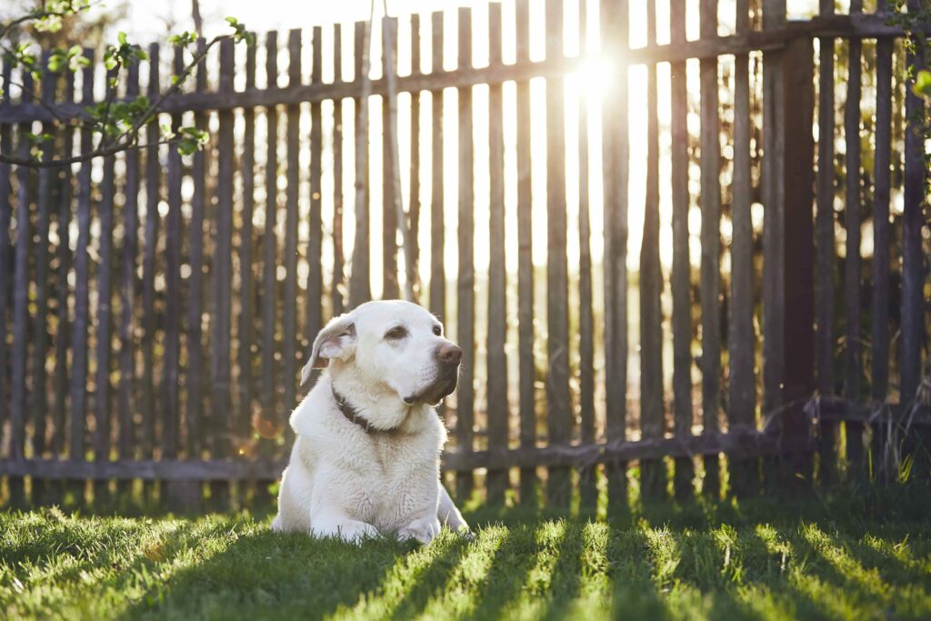 Best fence for shop dogs that jump